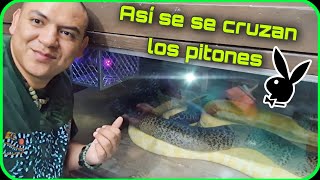 COMO SE APAREAN LAS SERPIENTES 😵 Reproducción y cruza en vivo 🐍❤🐍 [upl. by Nosdrahcir]