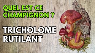 Le Tricholome rutilant ➡️ le reconnaître facilement cepes asmr nature champignons [upl. by Friede]