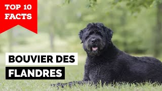 Bouvier des Flandres  Top 10 Facts [upl. by Elatnahs752]