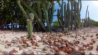 360° Hundreds of Hermit Crabs on uninhabited island [upl. by Nevada]