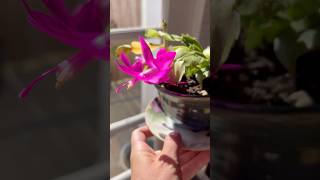 It’s really this easy to grow Christmas Cactus 🎄🌵plants christmascactus freeplants [upl. by Grove526]