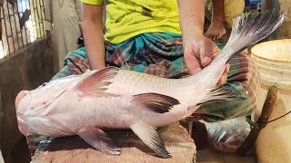 5 KG Giant Catla Carp Fish Cutting Skills Live In BD Fish Market  Fish Cutting Bangladesh [upl. by Meade454]