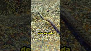 Serpientes atacan a un lagarto 🦎 animales vidasalvaje animals wildanimals wildlife mundoanimal [upl. by Atled]