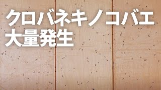 家にクロバネキノコバエが大量に発生したらどうする？【駆除不可】 [upl. by Rangel]