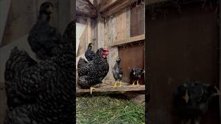 Die Entwicklung unserer Küken 🐣 bis heute 🐓 [upl. by Venita288]