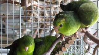 Lineolated Parakeets Who moves first [upl. by Ahterod]