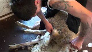 Shearing SRS merino wether [upl. by Sanyu]