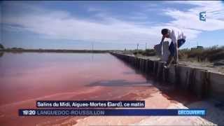 ECLAE  Récolte de la Dunaliella Salina sur le Salin dAiguesMortes  JT 20h France 3 [upl. by Leah92]