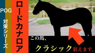 【POG】〜ロードカナロア産駒〜POG上位04達成した男の短評とは？！【POG2024〜2025】 [upl. by Dene]