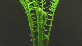 Time Lapse of Fern Sprouting [upl. by Nytram]