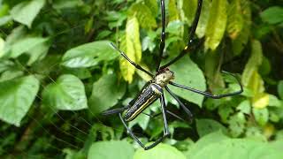 Golden Web Spider Nephila pilipes Kaeng Krachan Thailand 21 Sept 2024 [upl. by Uund554]