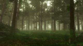 Forest Sounds  Woodland Ambience Bird Song [upl. by Michella406]