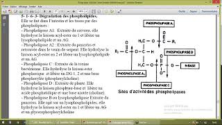 Métabolisme des lipides part 8 [upl. by Barthelemy]