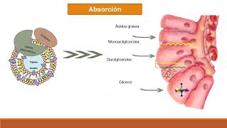 Absorción digestión y transporte de lípidos [upl. by Avigdor]