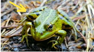 Frogs in their natural habitat by the lake [upl. by Perlman871]