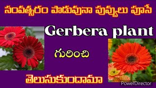 how to grow gerbera plant at home 🏡 ll tips to grow gerbera plant [upl. by Anelys]