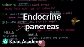 Endocrine pancreas  Gastrointestinal system physiology  NCLEXRN  Khan Academy [upl. by Sirtemed]