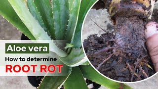 How To Determine Aloe Vera Root Rot [upl. by Yatnoj]