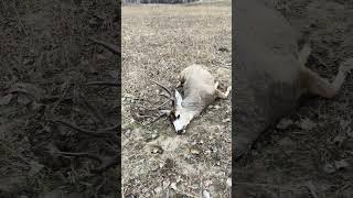 Saskatchewan Mulie buck inthepursuitofbigbucks hunting bigbucks muledeer [upl. by Eisteb407]