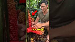 Jangan Pernah MEREMAS Tanaman Ini😰shorts plants facts trending viral [upl. by Cinomod]