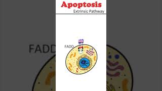 The Extrinsic Pathway of Apoptosis celldeath animation [upl. by Zechariah]