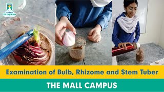 Examination of Bulb Rhizome and Stem Tuber  The Educators  The Mall Campus [upl. by Lewie]