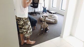 Whippet Dog Training On Your Bed Stay Come Sit Shake Hands Drop Speak [upl. by Eatnwahs2]