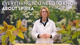 Everything You Need to Know About Spirea [upl. by Ulita798]