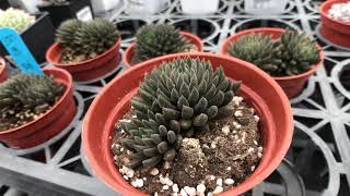 Sinocrassula yunnanensis 多肉植物圖鑑 泗馬路 [upl. by Eceertal103]