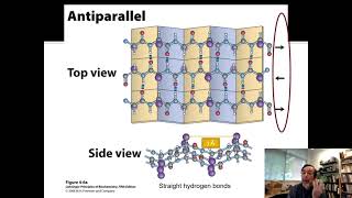 4361 Mini Lecture 6a Beta Sheets Beta Turns and Loops [upl. by Beatrice]