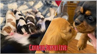 Cavalier Puppies Live Myras Puppies are 1 week old Teddy amp R2 are 2 months old [upl. by Enileuqkcaj]