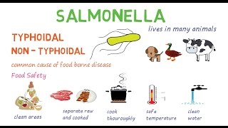 Salmonella  a quick introduction and overview [upl. by Ursala89]