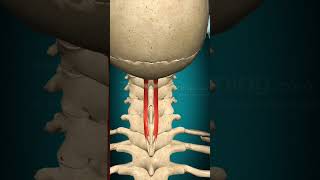 Spinalis capitis muscle action Head Extension Vertebral column Extension muscle anatomy [upl. by Oskar]