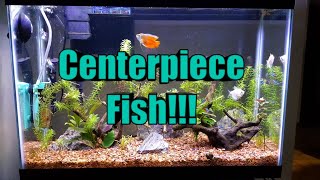 FLAME Dwarf Gourami Centerpiece Fish [upl. by Red]