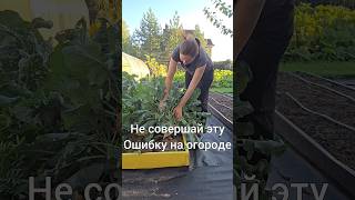 Не совершайте эту ошибку на огороде огород дача огородничество дачасадогород [upl. by Nodnol445]