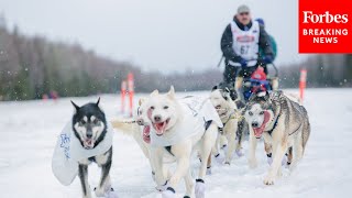 Murkowski Has Glowing Praise For Winner Of This Years Iditarod  The Famous Alaska Sled Dog Race [upl. by Lasyrc]