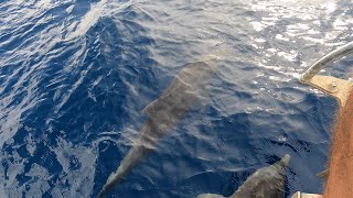 First Time Seeing Dolphins Solo Sailing in Tobago [upl. by Sackville]