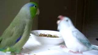 Parrotlets Koolaid feeding Smokey7 wk old [upl. by Lemhaj]