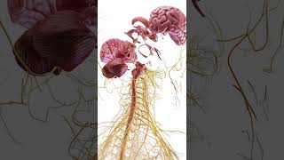 🧠 Exploded View of the Brain Unlocking Its Complex Anatomy anatomy [upl. by Judah225]