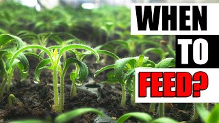 When To Feed Seedlings  Garden Quickie Episode 126 [upl. by Ialocin]