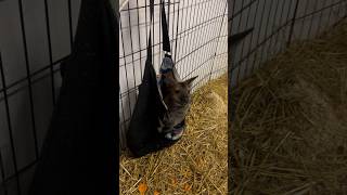 Hanging around wallaby australia fair cuteanimals hangingaround bigears aww animals fair [upl. by Htabmas967]