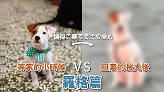 等家的小時候VS回家的長大後羅格篇｜浪浪到家了 [upl. by Lovato733]