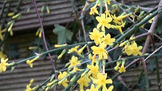 Jasminum nudiflorum Winter Jasmine [upl. by Florine]