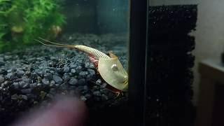 Triassic Park Triops on Triops Egg laying behaviour [upl. by Noj628]