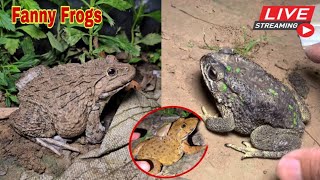 🐸Boing boing catching froggy funny  wep wep catch frogs make you laugh fannyvideo frog shorts p7 [upl. by Nej]