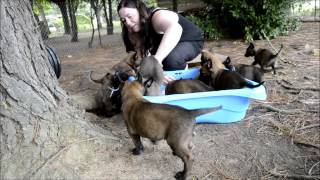 Chiots Berger Malinois âgés de 40 jours  Elevage Gaia Vlka [upl. by Enaed]