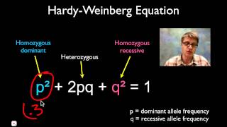 Solving Hardy Weinberg Problems [upl. by Anaitsirc]