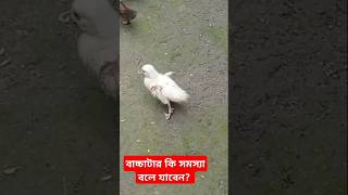 কালকে ভিডিও নিয়ে আসছি চিনা হাঁসের বাচ্চার সমস্যা সমাধান👍shorts banglavlog song china হাঁস [upl. by Neron895]