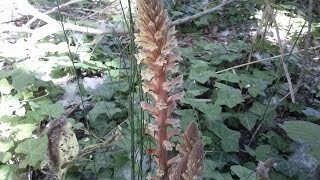 Orobanche medicinal plant [upl. by Adnohrahs270]