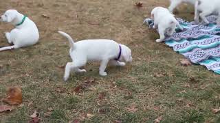 Yellow Labrador Retriever Puppies For Sale [upl. by Mann727]